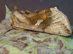 Autographa metallica