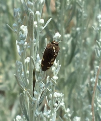 Acmaeodera prorsa