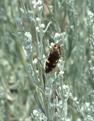 Acmaeodera prorsa
