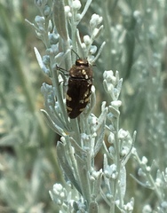 Acmaeodera prorsa