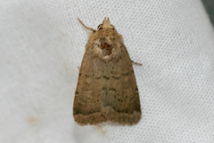 Homorthodes communis