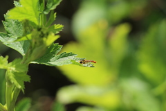 Sphaerophoria scripta