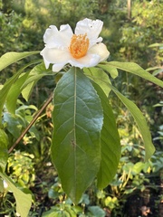 Franklinia