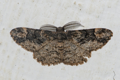 Parapholodes fuliginea