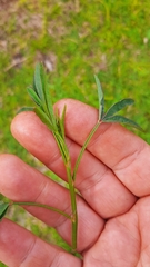 Indigofera psoraloides