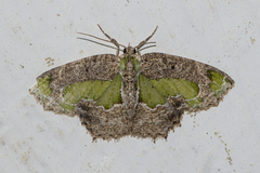 Eucyclodes discipennata