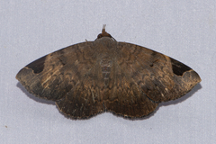 Mecodina