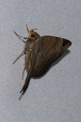 Mecodina