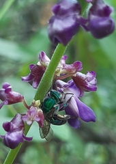 Pseudaugochlora graminea