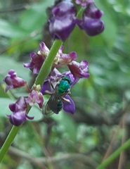 Pseudaugochlora graminea