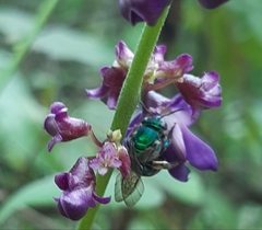 Pseudaugochlora graminea