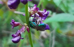 Pseudaugochlora graminea