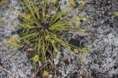 Bulbostylis stenophylla image