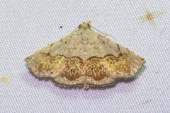 Eublemma semirufa