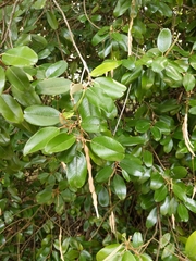 Quadrella jamaicensis