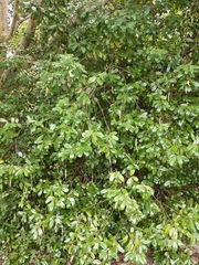 Quadrella jamaicensis