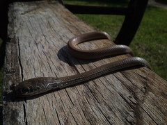Masticophis mentovarius mentovarius