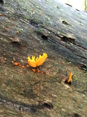 Calocera furcata