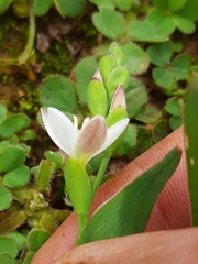 Hesperantha falcata