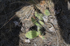 Opuntia × columbiana