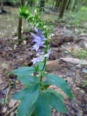 Lobelia elongata