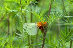 Gonepteryx nepalensis