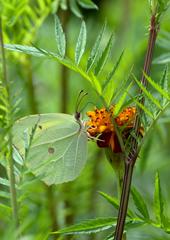 Gonepteryx nepalensis