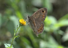 Lasiommata schakra