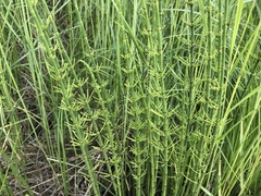 Equisetum