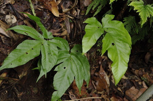 Tectaria trifoliata