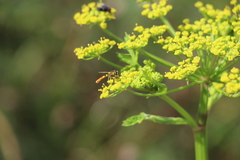Sphaerophoria scripta