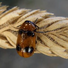 Coptocephala