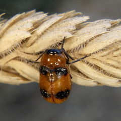 Coptocephala