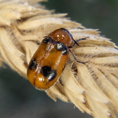 Coptocephala