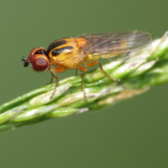 Chlorops