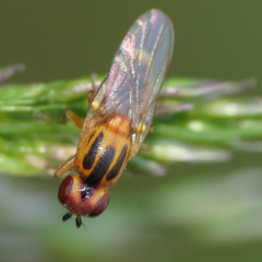 Chlorops