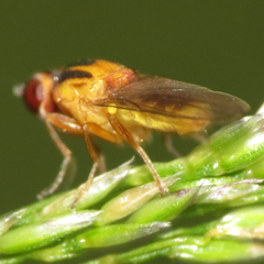 Chlorops