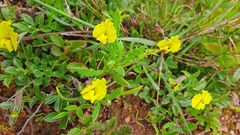 Lotononis prostrata