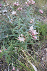 Saussurea salicifolia
