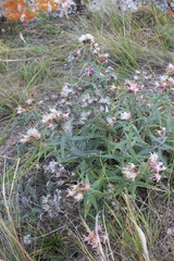 Saussurea salicifolia