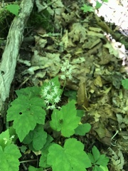 Tiarella wherryi