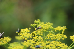 Diptera