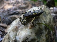 Atelopus hoogmoedi
