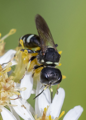 Ectemnius trifasciatus