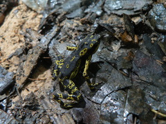 Atelopus hoogmoedi
