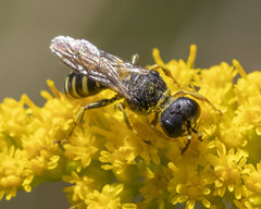 Ectemnius ruficornis