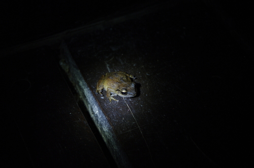 Martinique Frog, Eleutherodactylus martinicensis