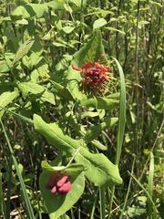 Lonicera dioica