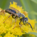 Sand-loving Wasps - Photo (c) Denis Doucet, some rights reserved (CC BY-NC), uploaded by Denis Doucet
