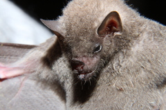 Gray's Long-Tongued Bat photo 2